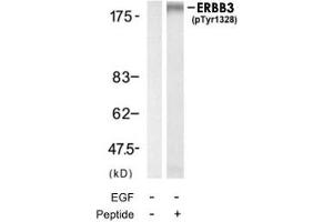 Western blot analysis of extracts from HUVEC cell using ERBB3 (phospho Y1328) polyclonal antibody . (ERBB3 抗体  (pTyr1328))