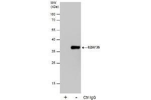 IP Image Immunoprecipitation of U2AF35 protein from 293T whole cell extracts using 5 μg of U2AF35 antibody, Western blot analysis was performed using U2AF35 antibody, EasyBlot anti-Rabbit IgG  was used as a secondary reagent. (U2AF1 抗体)
