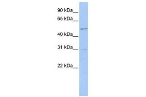 ERMAP antibody used at 1 ug/ml to detect target protein. (ERMAP 抗体)