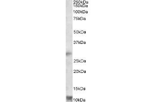 ABIN2564991 (1µg/ml) staining of Human Heart lysate (35µg protein in RIPA buffer). (RNF7 抗体  (Internal Region))