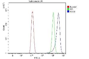 Flow Cytometry analysis of HEL cells using anti-RGS9 antibody (ABIN7599945).