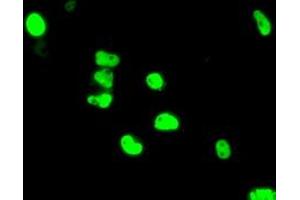 Anti-ARNT mouse monoclonal antibody (ABIN2452784) immunofluorescent staining of COS7 cells transiently transfected by pCMV6-ENTRY ARNT (RC216724). (ARNT 抗体)