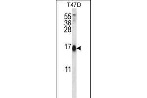 SKA2 Antibody (N-term) (ABIN656609 and ABIN2845866) western blot analysis in T47D cell line lysates (35 μg/lane). (FAM33A 抗体  (N-Term))