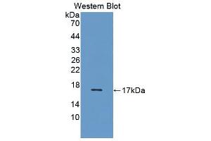 Western blot analysis of the recombinant protein. (VEGFB 抗体  (AA 22-137))