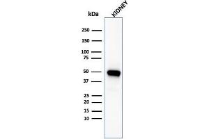 Western Blot Analysis of kidney tissue lysate using CD137-Monospecific Mouse Monoclonal Antibody (4-1BB/3201). (CD137 抗体  (AA 19-188))