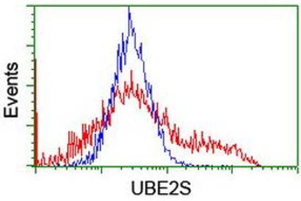 UBE2S 抗体