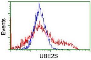 Image no. 2 for anti-Ubiquitin-Conjugating Enzyme E2S (UBE2S) antibody (ABIN1501643) (UBE2S 抗体)
