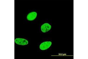 Image no. 2 for anti-Forkhead Box A2 (FOXA2) (AA 363-458) antibody (ABIN598744) (FOXA2 抗体  (AA 363-458))