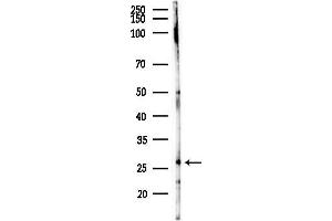 anti-SAR1 Homolog B (SAR1B) (Internal Region) antibody