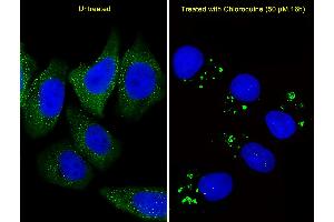 Fluorescent image of  cells stained with ATG5 Antibody (C-term) (ABIN388519 and ABIN2849632). (ATG5 抗体  (C-Term))