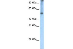 Western Blotting (WB) image for anti-Eukaryotic Translation Initiation Factor 2A, 65kDa (EIF2A) antibody (ABIN2462314) (EIF2A 抗体)