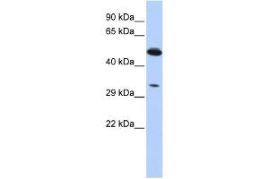 WB Suggested Anti-PIK3IP1 Antibody Titration:  0. (PIK3IP1 抗体  (Middle Region))