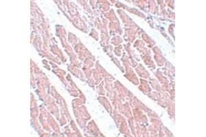 Immunohistochemical staining of mouse heart tissue with TMEM184C polyclonal antibody  at 5 ug/mL dilution. (TMEM184C 抗体  (C-Term))