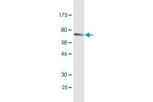 Western Blot detection against Immunogen (67. (ERP44 抗体  (AA 30-406))