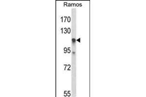 Western Blotting (WB) image for anti-Chromosome 11 Open Reading Frame 30 (C11orf30) (AA 46-75), (N-Term) antibody (ABIN653429)