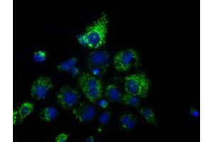 Anti-HIBCH mouse monoclonal antibody (ABIN2453126) immunofluorescent staining of COS7 cells transiently transfected by pCMV6-ENTRY HIBCH (RC209814). (HIBCH 抗体)