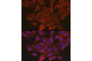 Immunofluorescence (IF) image for anti-Chemokine (C-C Motif) Ligand 3 (CCL3) (AA 24-92) antibody (ABIN6138061)