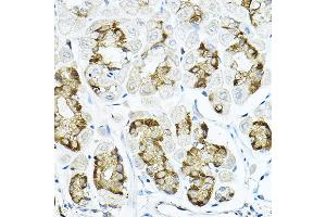 Immunohistochemistry of paraffin-embedded mouse stomach using LRRC59 Rabbit pAb  at dilution of 1:100 (40x lens). (LRRC59 抗体  (AA 1-244))