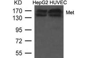 Western blot analysis of extracts from HepG2 and HUVEC cells using Met (Ab-1234/1235) Antibody. (c-MET 抗体  (AA 1232-1237))