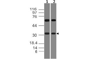 Image no. 1 for anti-Homeobox D8 (HOXD8) (AA 80-285) antibody (ABIN5027260) (HOXD8 抗体  (AA 80-285))