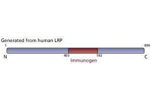 Image no. 3 for anti-Major Vault Protein (MVP) (AA 403-592) antibody (ABIN968013) (MVP 抗体  (AA 403-592))