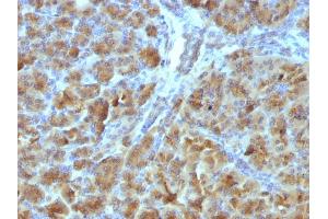 Formalin-fixed, paraffin-embedded Mouse Pancreas stained with CELA3B Mouse Monoclonal Antibody (CELA3B/1257). (Elastase 3B 抗体  (AA 82-238))