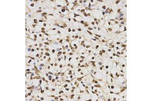 Immunohistochemistry (IHC) image for anti-Histone 3 (H3) (H3R17me) antibody (ABIN3023283)