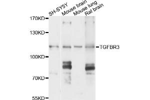 Western blot analysis of extracts of various cell lines, using TGFBR3 antibody (ABIN6003500) at 1/1000 dilution. (TGFBR3 抗体)