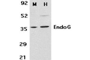 Image no. 2 for anti-Endonuclease G (ENDOG) (N-Term) antibody (ABIN296764)