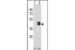 Western blot analysis of DUSP6 (arrow) using rabbit polyclonal DUSP6 Antibody (N-term) (ABIN1539487 and ABIN2849153). (DUSP6 抗体  (N-Term))