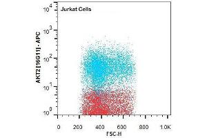 Flow Cytometry of Rat anti-AKT2 antibody. (AKT2 抗体  (Internal Region) (Biotin))