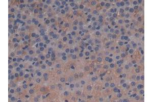 DAB staining on IHC-P; Samples: Rat Adrenal gland Tissue (APOC1 抗体  (AA 34-88))