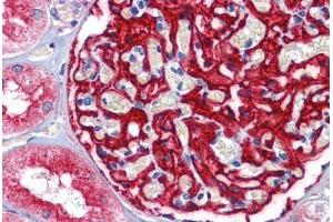 Human Kidney: Formalin-Fixed, Paraffin-Embedded (FFPE) (ENPEP 抗体  (AA 689-932))