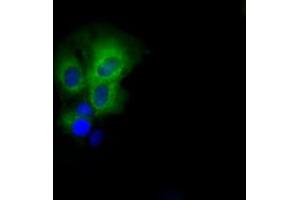 Anti-PASK mouse monoclonal antibody (ABIN2453423) immunofluorescent staining of COS7 cells transiently transfected by pCMV6-ENTRY PASK (RC209096). (PASK 抗体)