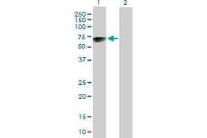 Western Blot analysis of TSPYL1 expression in transfected 293T cell line by TSPYL1 MaxPab polyclonal antibody.