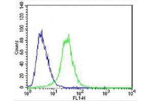 Overlay histogram showing U-87 MG cells stained with Antibody (green line). (CES2 抗体  (AA 340-369))