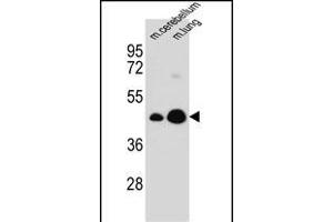 ITM2B Antibody (C-term) (ABIN657087 and ABIN2846247) western blot analysis in mouse cerebellum,lung tissue lysates (35 μg/lane). (ITM2B 抗体  (C-Term))