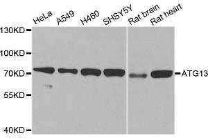 Western blot analysis of extracts of various cell lines, using ATG13 antibody. (ATG13 抗体)