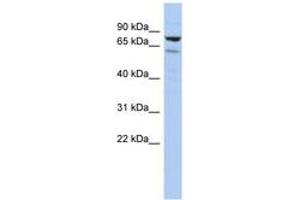 Image no. 1 for anti-Chromosome 1 Open Reading Frame 103 (C1orf103) (AA 683-732) antibody (ABIN6743996) (C1orf103 抗体  (AA 683-732))