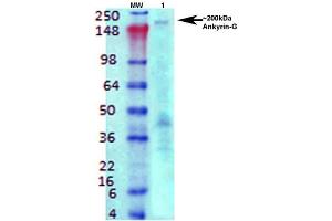 Western Blot analysis of Rat brain membrane lysate showing detection of Ankyrin G protein using Mouse Anti-Ankyrin G Monoclonal Antibody, Clone S106-20 . (Ankyrin G 抗体  (C-Term) (Atto 594))