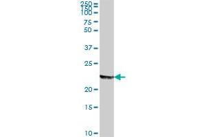 MFAP2 MaxPab polyclonal antibody. (MFAP2 抗体  (AA 1-183))