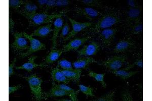 Immunofluorescence (Cultured Cells) (IF (cc)) image for anti-Toll-Like Receptor 4 (TLR4) (AA 751-835) antibody (ABIN736491)