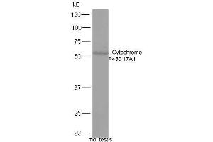 Western Blotting (WB) image for anti-Cytochrome P450, Family 17, Subfamily A, Polypeptide 1 (CYP17A1) (AA 24-65) antibody (ABIN720071)