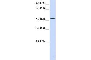 WB Suggested Anti-PARVB Antibody Titration:  0. (Parvin, beta 抗体  (C-Term))