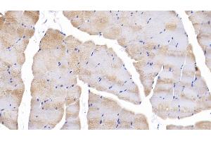 Detection of SIRT4 in Mouse Skeletal muscle Tissue using Polyclonal Antibody to Sirtuin 4 (SIRT4) (SIRT4 抗体  (AA 26-333))