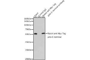 Immunoprecipitation analysis of 300 μg extracts of 293T cells using 3 μg Rabbit anti Myc-Tag pAb-C-terminal antibody (ABIN3020568 and ABIN3020569). (Myc Tag 抗体)