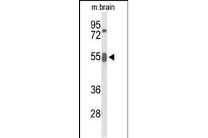 Western blot analysis of GRB7 Antibody (Center) (ABIN653423 and ABIN2842868) in mouse brain tissue lysates (35 μg/lane).
