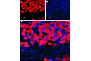 Expression of nAChR β4 in rat dorsal root ganglionImmunohistochemical staining of rat dorsal root ganglion (DRG) frozen sections using Anti-Nicotinic Acetylcholine Receptor β4 (CHRNB4) (extracellular) Antibody (ABIN7581862).