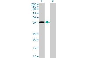 Western Blot analysis of ISL2 expression in transfected 293T cell line by ISL2 MaxPab polyclonal antibody. (ISL2 抗体  (AA 1-359))