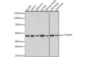 Western blot analysis of extracts of various cell lines, using γ-Tubulin Rabbit mAb (ABIN7271052) at 1:1000 dilution. (TUBG1 抗体)